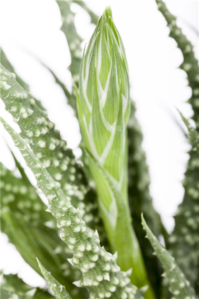 Aloe humilis