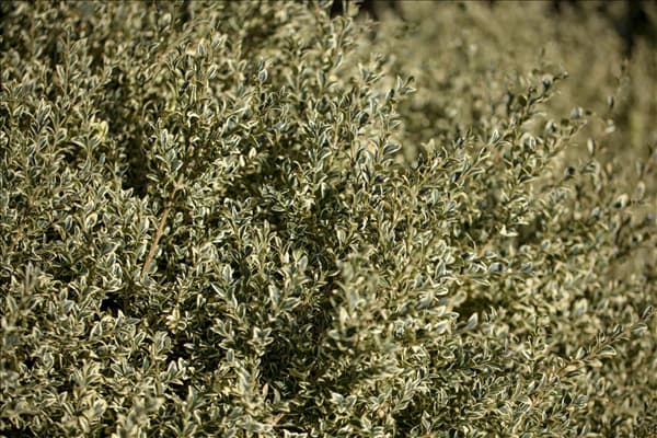 Buxus sempervirens 'Elegantissima'