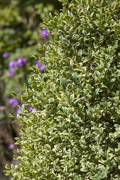 Buxus sempervirens 'Elegantissima'
