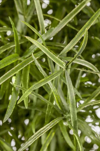 Asparagus falcatus
