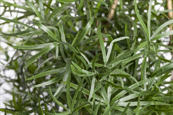 Asparagus falcatus