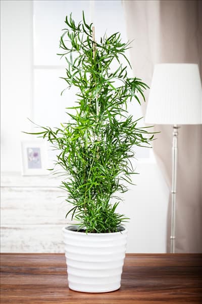 Asparagus falcatus