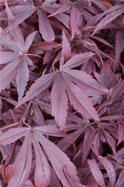 Acer palmatum 'Shaina'