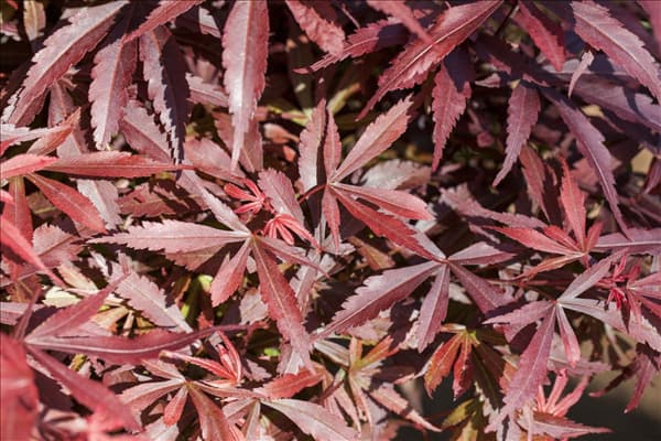 Acer palmatum 'Shaina'