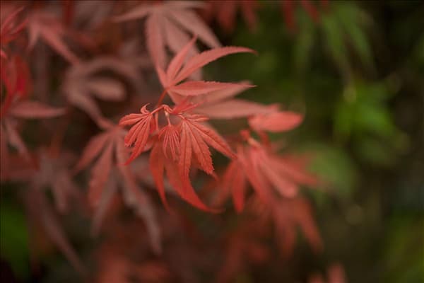 Acer palmatum 'Shaina'