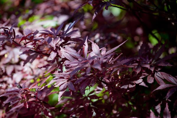 Acer palmatum 'Shaina'