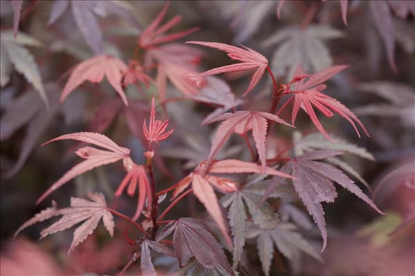 Acer palmatum 'Shaina'