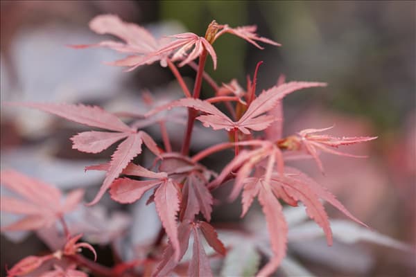 Acer palmatum 'Shaina'