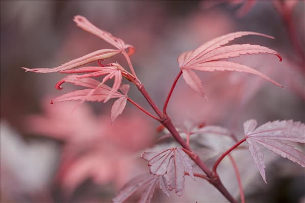 Acer palmatum 'Shaina'
