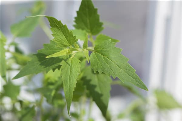 Agastache mexicana
