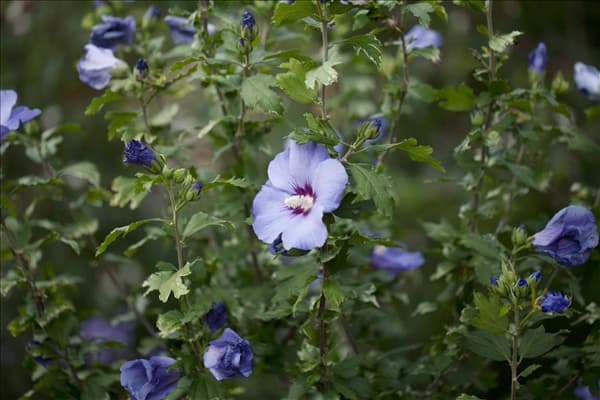 Hibiscus syriacus 'Oiseau Bleu'