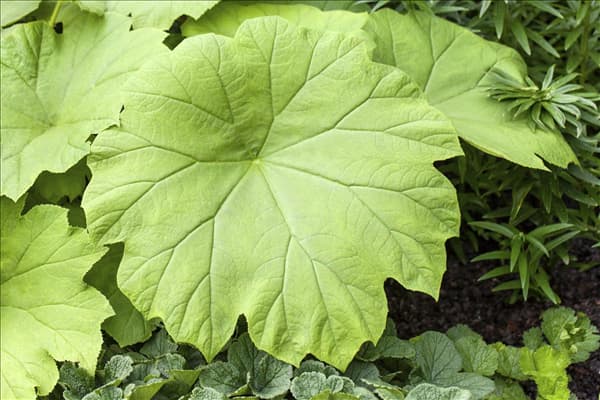 Astilboides tabularis