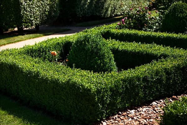 Buxus sempervirens var. arborescens
