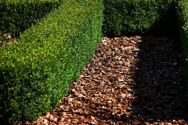 Buxus sempervirens var. arborescens