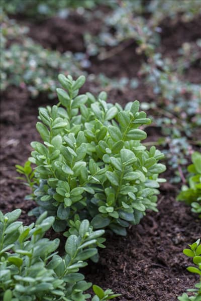 Buxus sempervirens var. arborescens