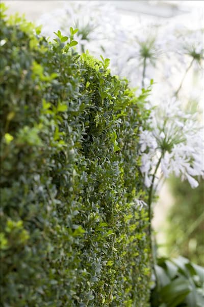 Buxus sempervirens var. arborescens