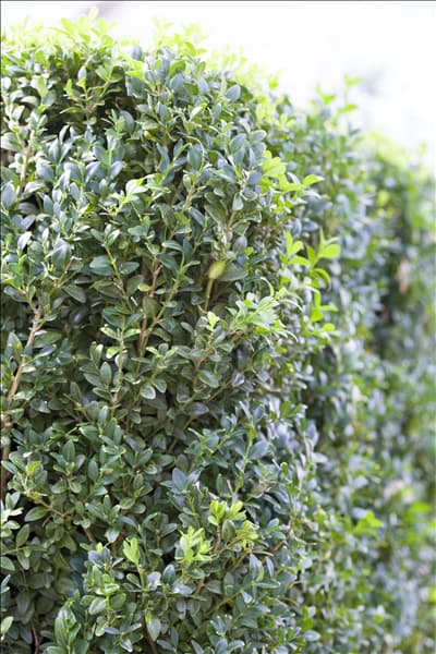 Buxus sempervirens var. arborescens
