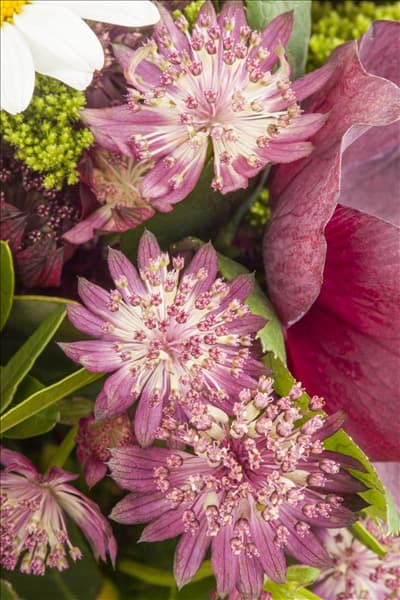 Astrantia major