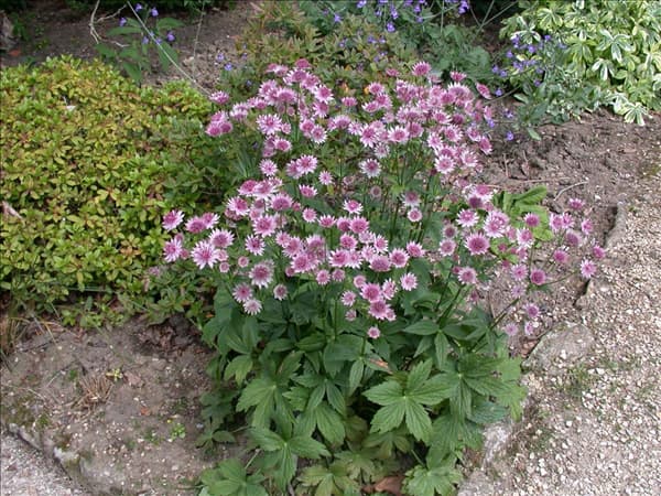 Astrantia major