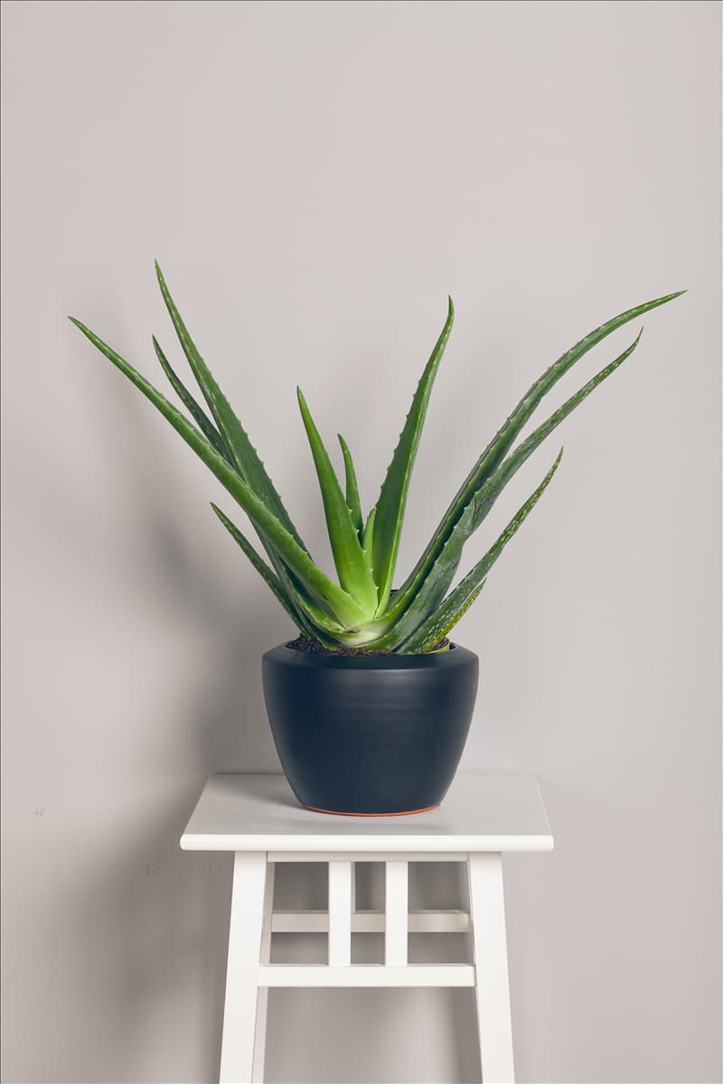 Aloe vera