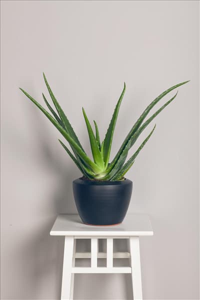 Aloe vera