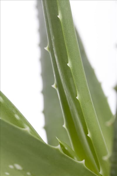 Aloe vera