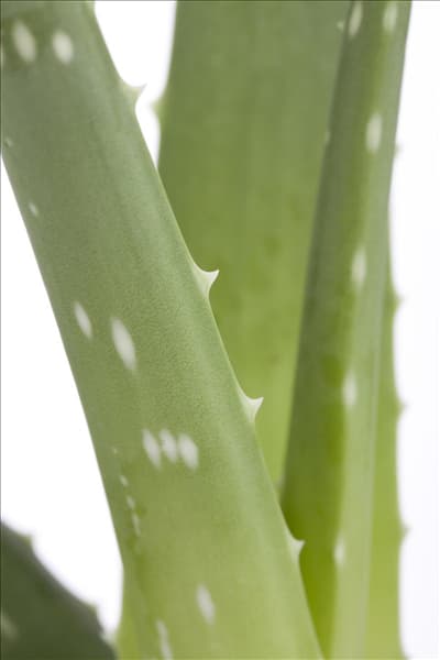 Aloe vera