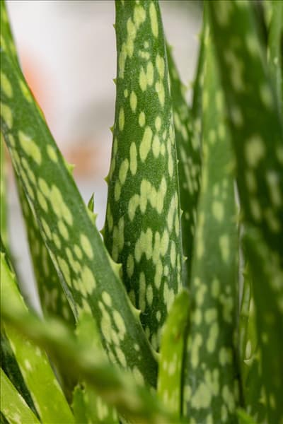 Aloe vera