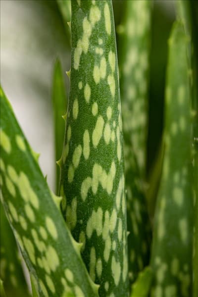Aloe vera