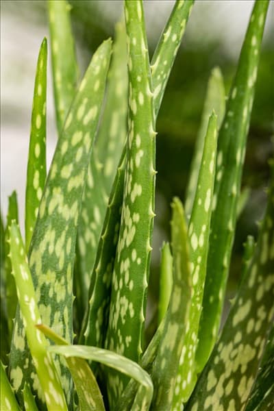 Aloe vera