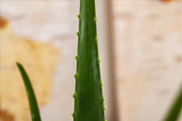 Aloe vera