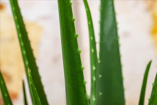 Aloe vera