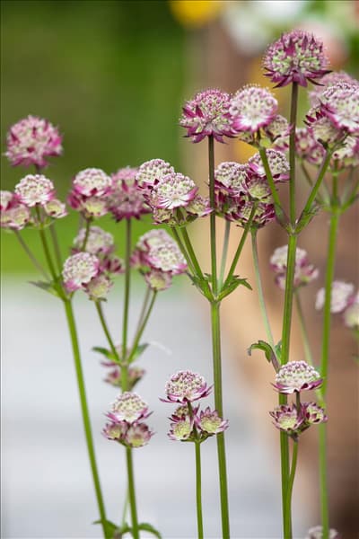 Astrantia major 'Abbey Road'®