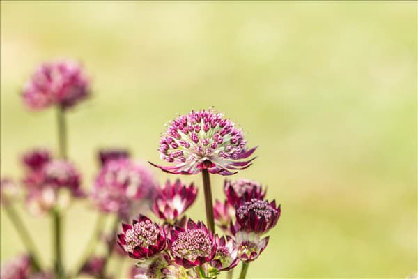 Astrantia major 'Abbey Road'®