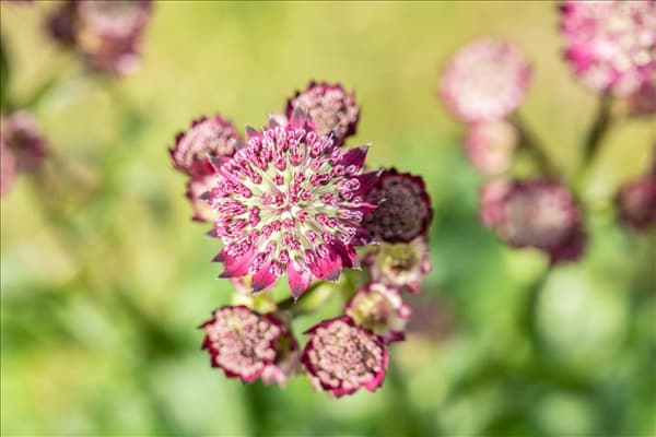Astrantia major 'Abbey Road'®