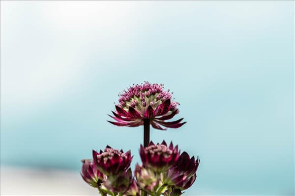 Astrantia major 'Abbey Road'®