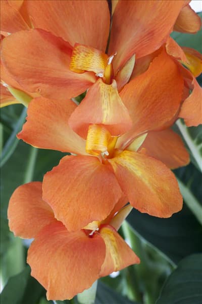 Canna Cannova®