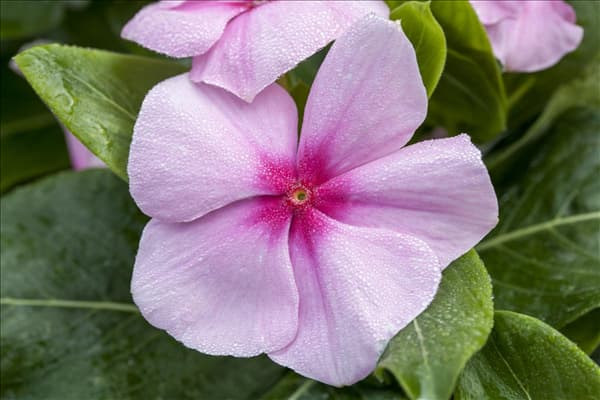 Catharanthus roseus