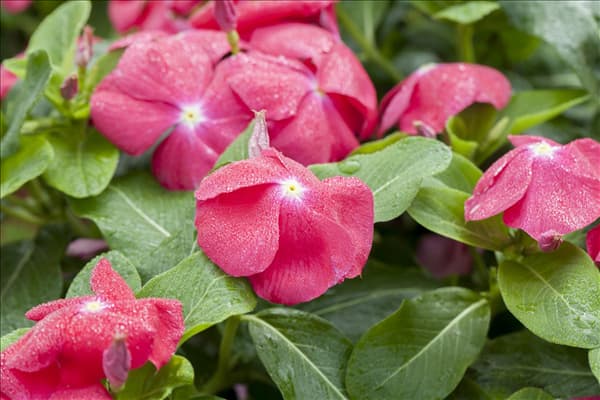 Catharanthus roseus