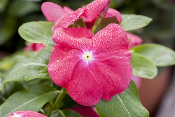 Catharanthus roseus