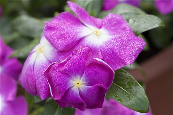 Catharanthus roseus