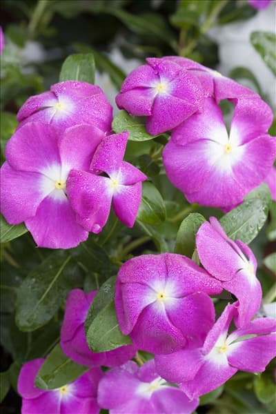Catharanthus roseus