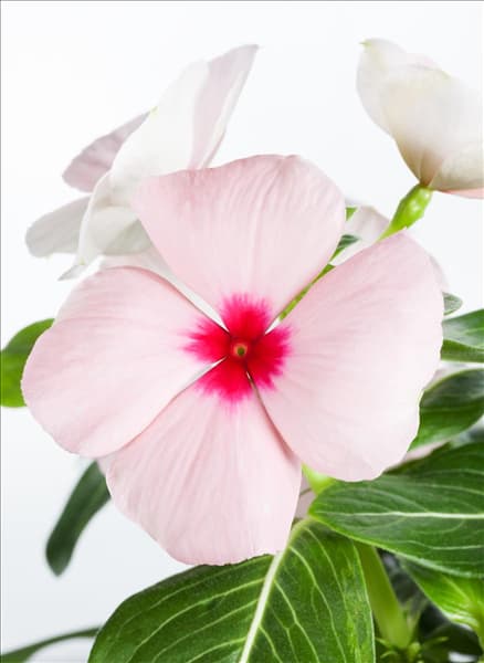 Catharanthus roseus