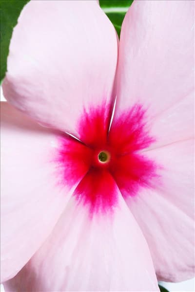 Catharanthus roseus