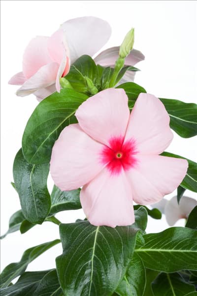 Catharanthus roseus
