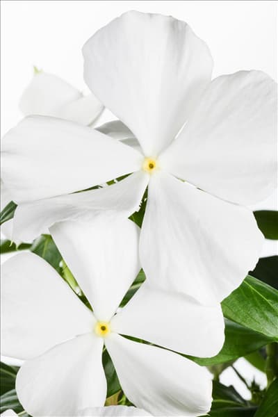 Catharanthus roseus