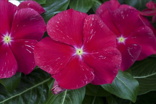 Catharanthus roseus