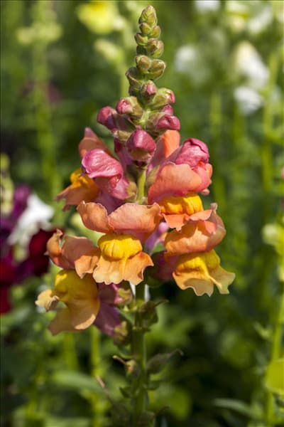 Antirrhinum majus