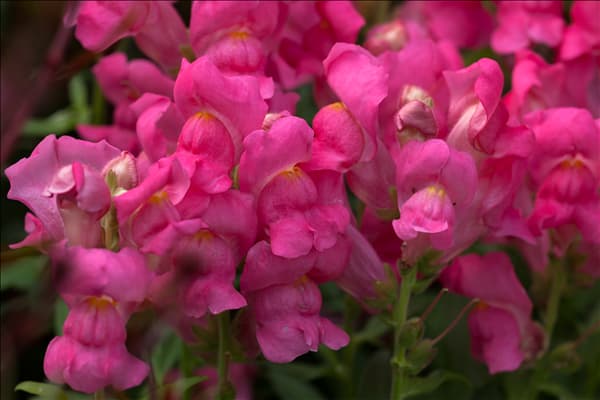 Antirrhinum majus