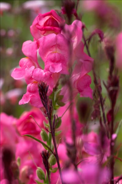 Antirrhinum majus